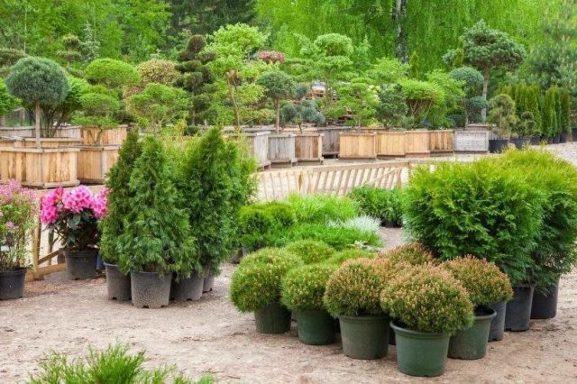 Cypress: planting and care in the open field