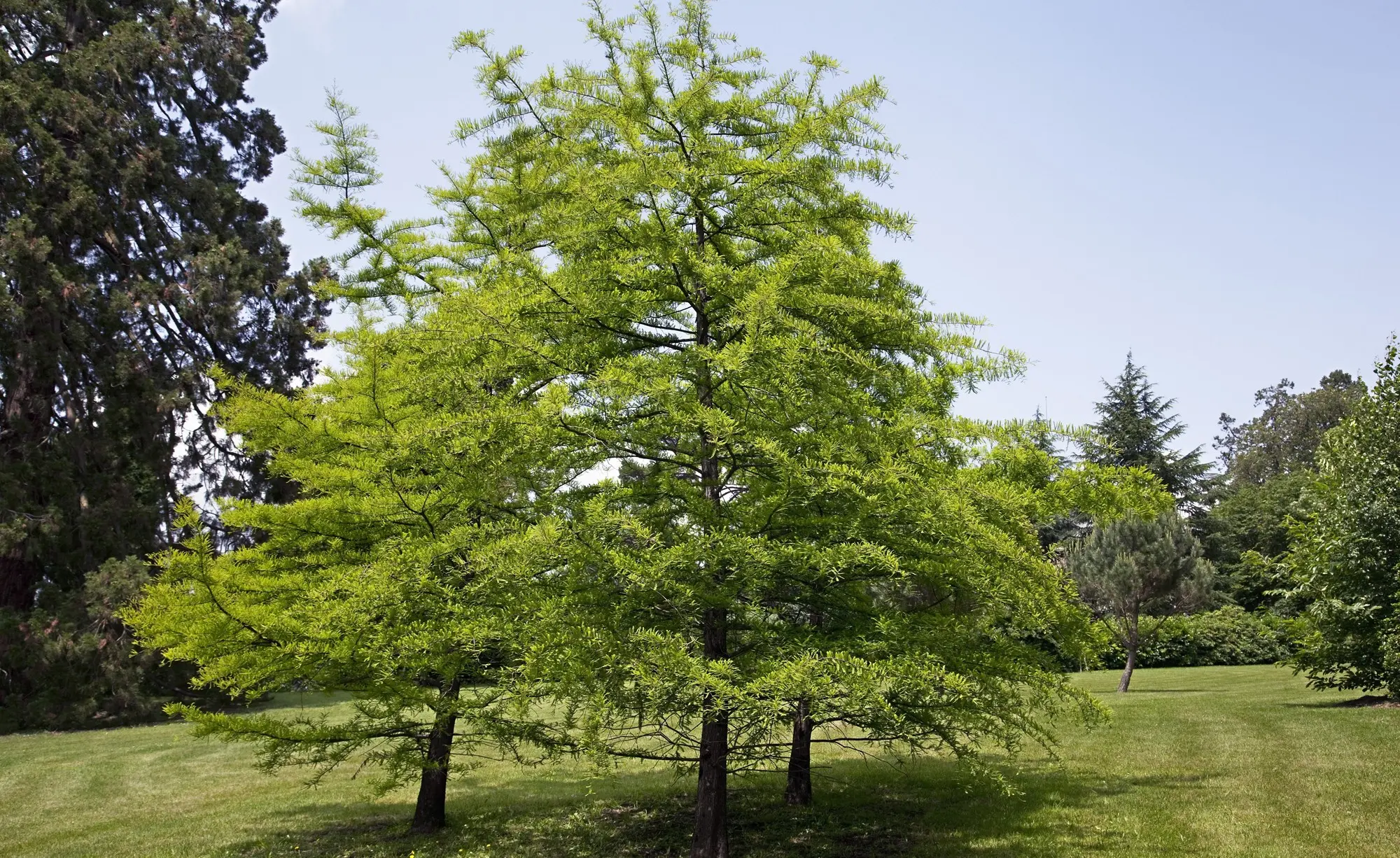 Cypress: planting and care in the open field