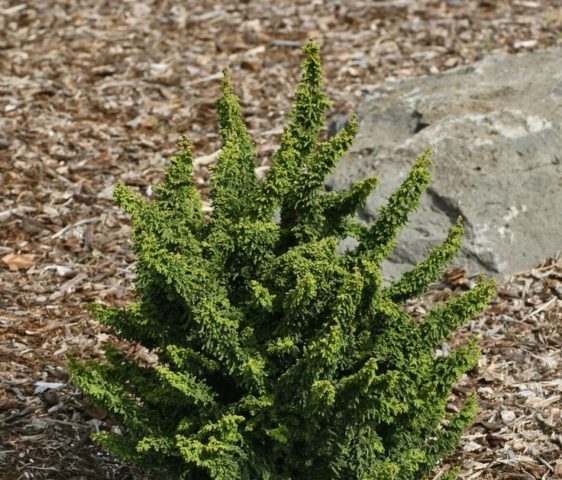 Cypress tree Nana Gracilis, Tatsumi Gold, Aurora, Rashahiba