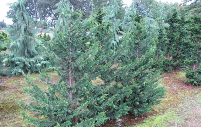 Cypress tree Nana Gracilis, Tatsumi Gold, Aurora, Rashahiba