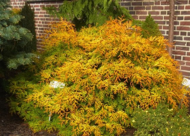 Cypress tree Nana Gracilis, Tatsumi Gold, Aurora, Rashahiba