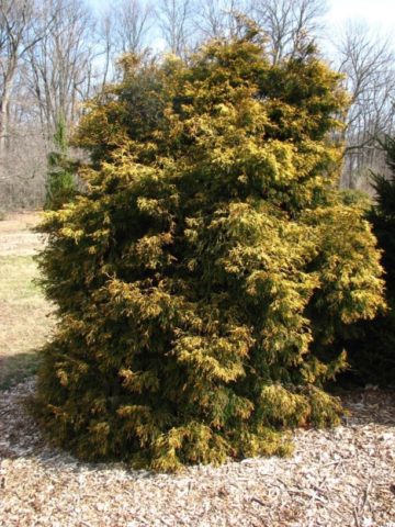 Cypress tree Nana Gracilis, Tatsumi Gold, Aurora, Rashahiba