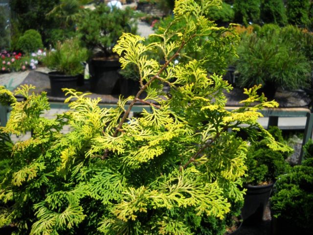 Cypress tree Nana Gracilis, Tatsumi Gold, Aurora, Rashahiba