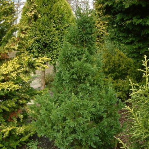 Cypress tree Nana Gracilis, Tatsumi Gold, Aurora, Rashahiba