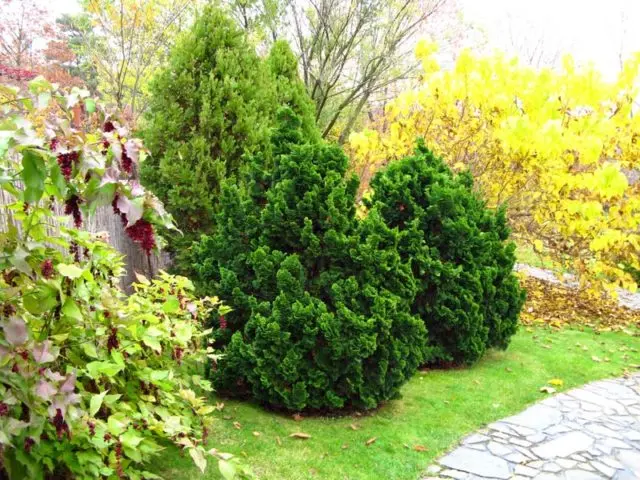 Cypress tree Nana Gracilis, Tatsumi Gold, Aurora, Rashahiba