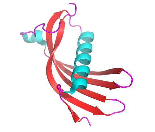 Cystatin C