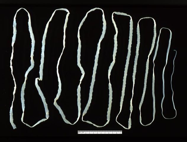 Cysticercosis (finnosis) in cattle: photo, diagnosis and treatment