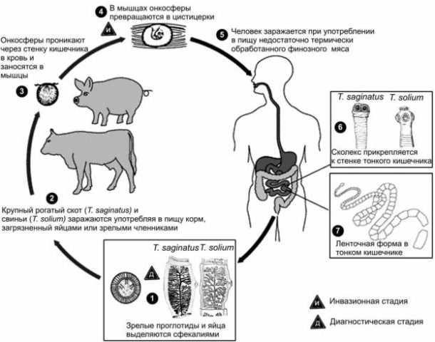 Cysticercosis (finnosis) in cattle: photo, diagnosis and treatment