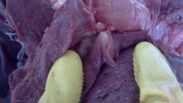 Cysticercosis (finnosis) in cattle: photo, diagnosis and treatment