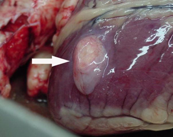 Cysticercosis (finnosis) in cattle: photo, diagnosis and treatment