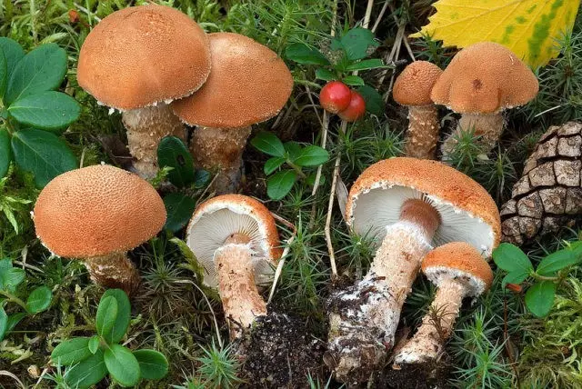 Cystoderma granular: photo and description