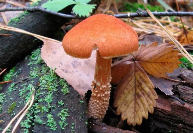 Cystoderma red (Umbrella red): photo and description