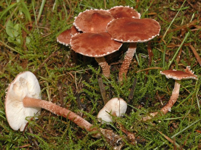 Cystoderma red (Umbrella red): photo and description