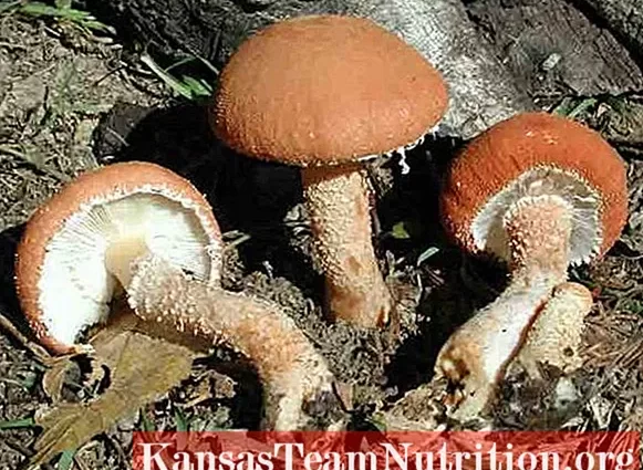 Cystoderma red (Umbrella red): photo and description