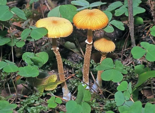 Cystoderma red (Umbrella red): photo and description