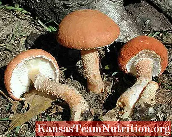 Cystoderma red (Umbrella red): photo and description