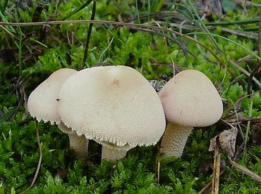 Cystoderma scaly (Umbrella scaly): photo and description