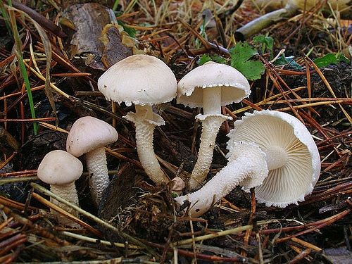 Cystoderma scaly (Umbrella scaly): photo and description