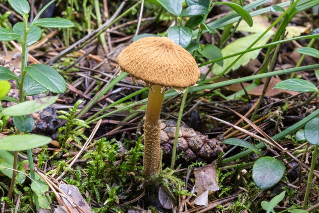 Cystoderma scaly (Umbrella scaly): photo and description