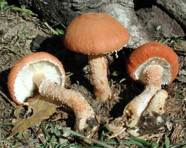 Cystoderma scaly (Umbrella scaly): photo and description