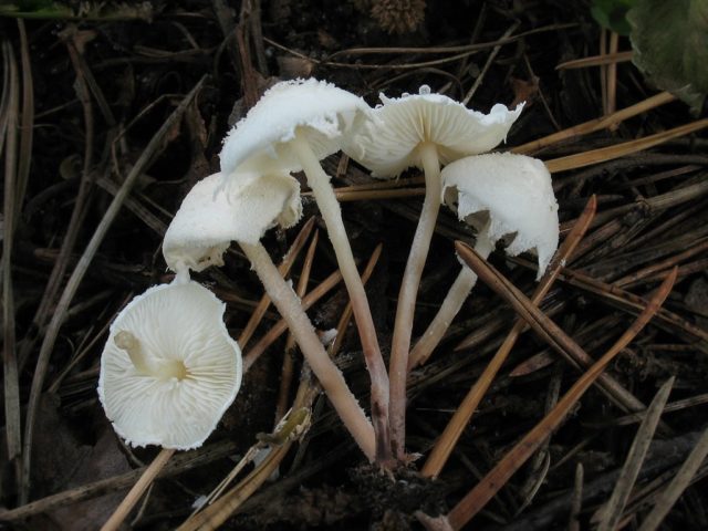 Cystolepiota seminuda: description and photo