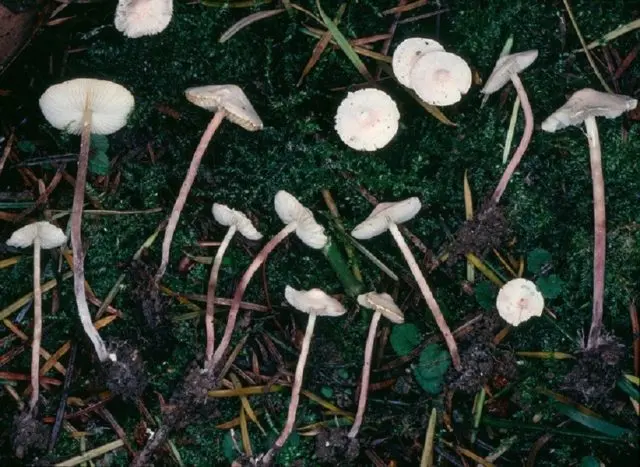 Cystolepiota seminuda: description and photo