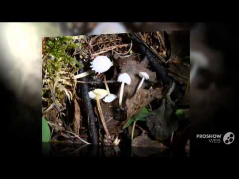 Cystolepiota seminuda: description and photo