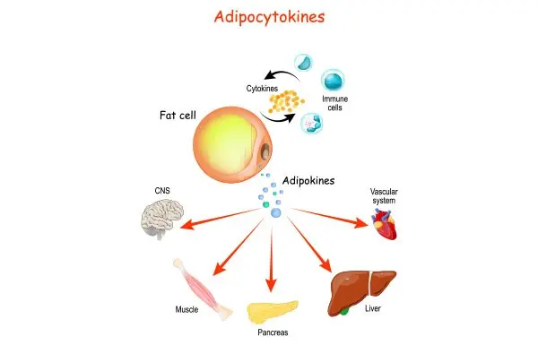 Cytokines, or the communication system inside our body