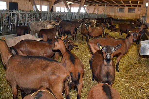 Czech goat breed: maintenance and care