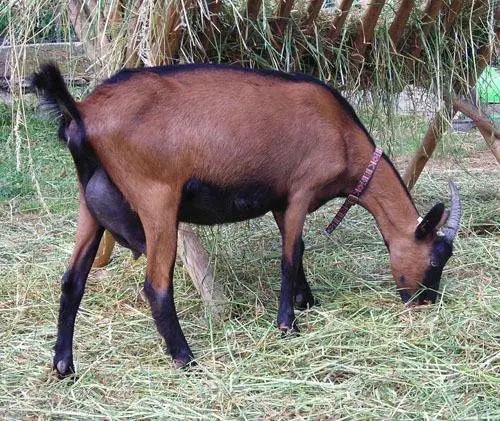 Czech goat breed: maintenance and care