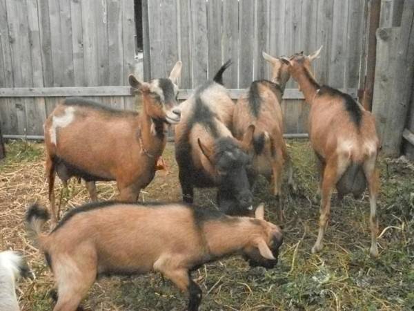 Czech goat breed: maintenance and care