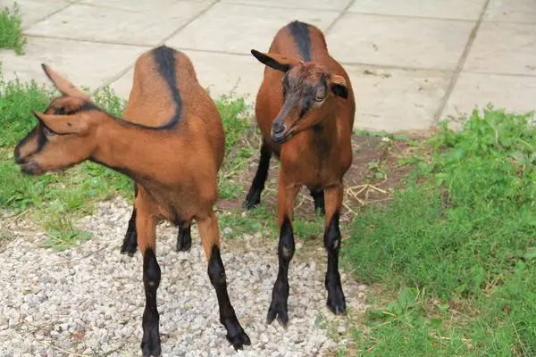 Czech goat breed: maintenance and care