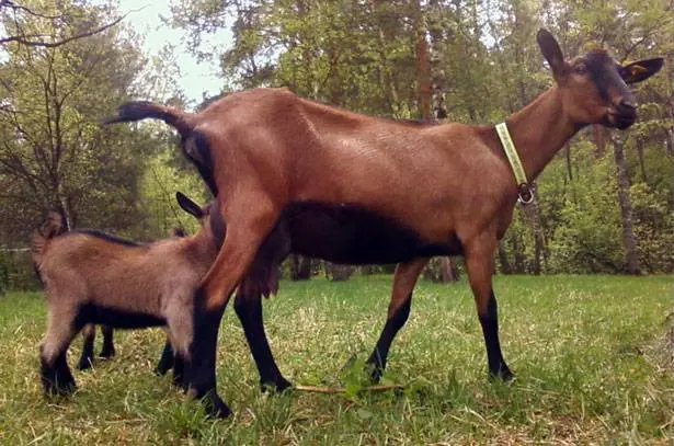 Czech goat breed: maintenance and care