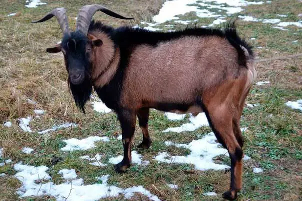 Czech goat breed: maintenance and care