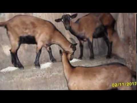 Czech goat breed: maintenance and care