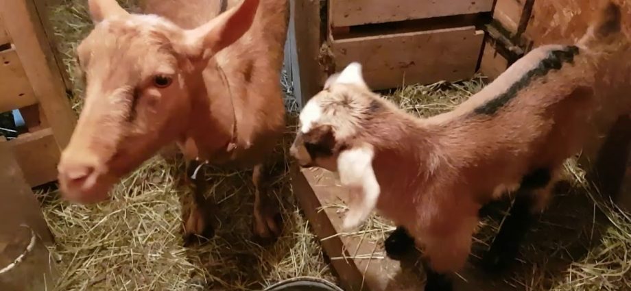 Czech goat breed: maintenance and care