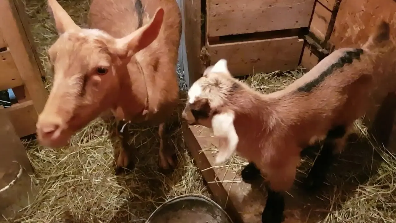 Czech goat breed: maintenance and care