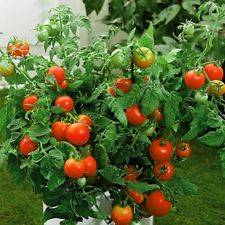 Czech tomatoes