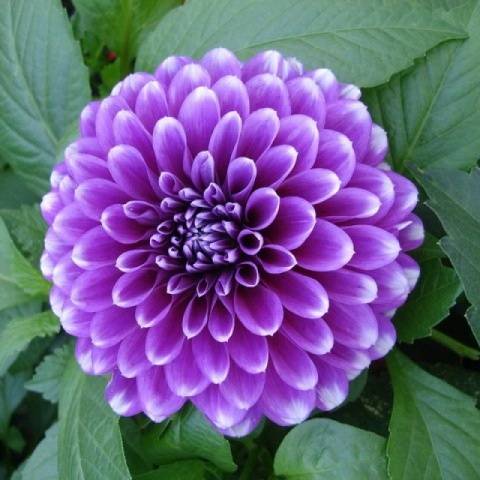 Dahlia Blue Boy 