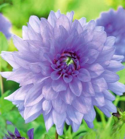 Dahlia Blue Boy 