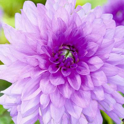 Dahlia Blue Boy 