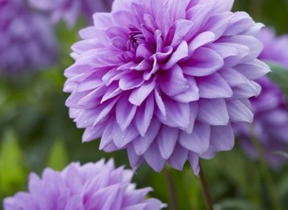 Dahlia Blue Boy 