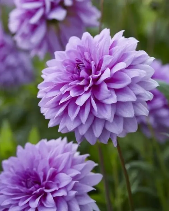 Dahlia Blue Boy 