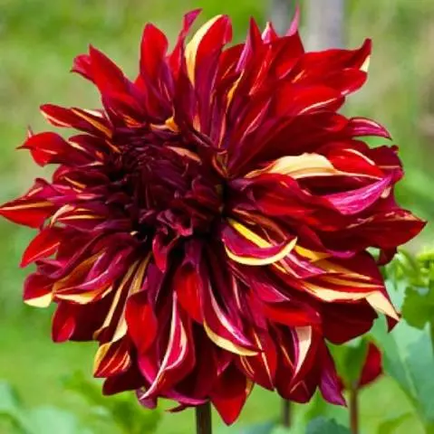 Dahlia Bohemian Spartacus