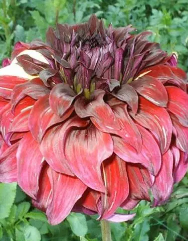 Dahlia Bohemian Spartacus