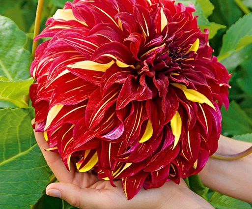 Dahlia Bohemian Spartacus