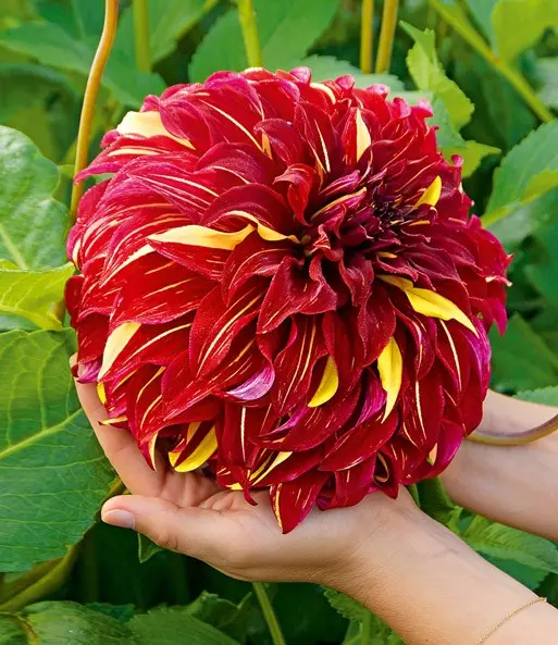 Dahlia Bohemian Spartacus