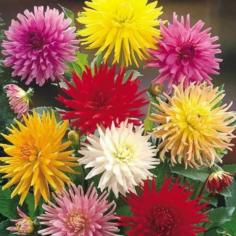 Dahlia Cactus-like: growing from seeds 