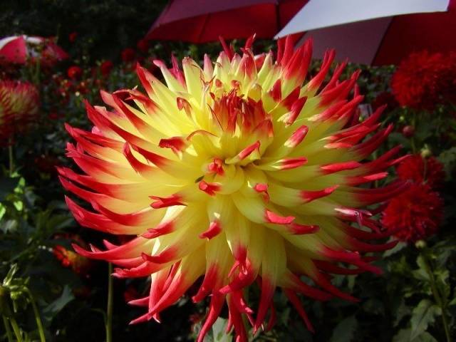 Dahlia Cactus-like: growing from seeds 