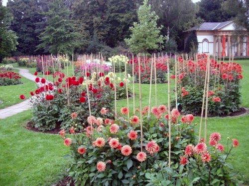 Dahlia Cactus-like: growing from seeds 